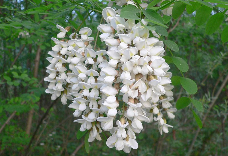 blossoms of Robinia