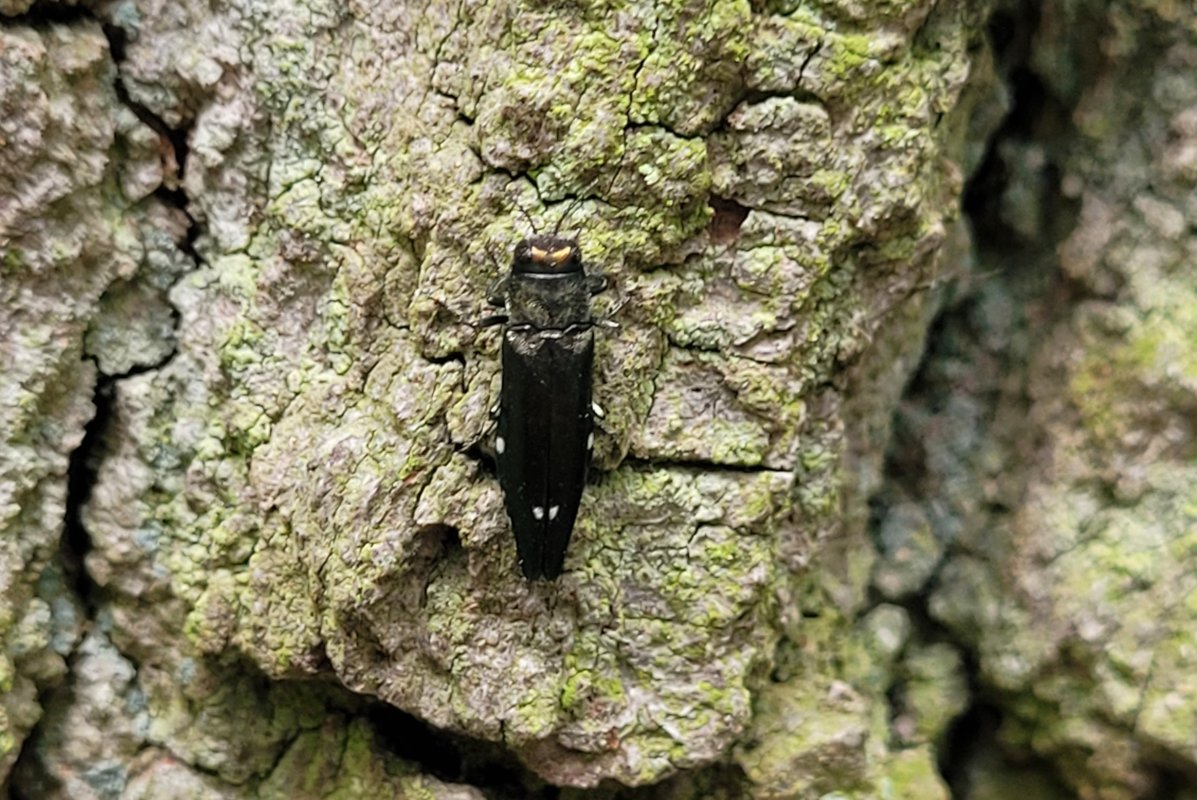 länglicher Käfer mit zwei weißen Punkten am Hinterleib