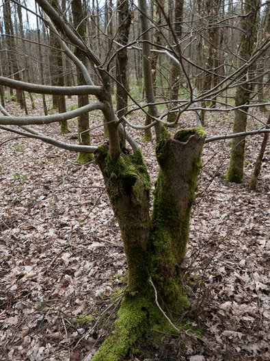 Trunk cut back to approximately 1.5 meters, sprouting anew
