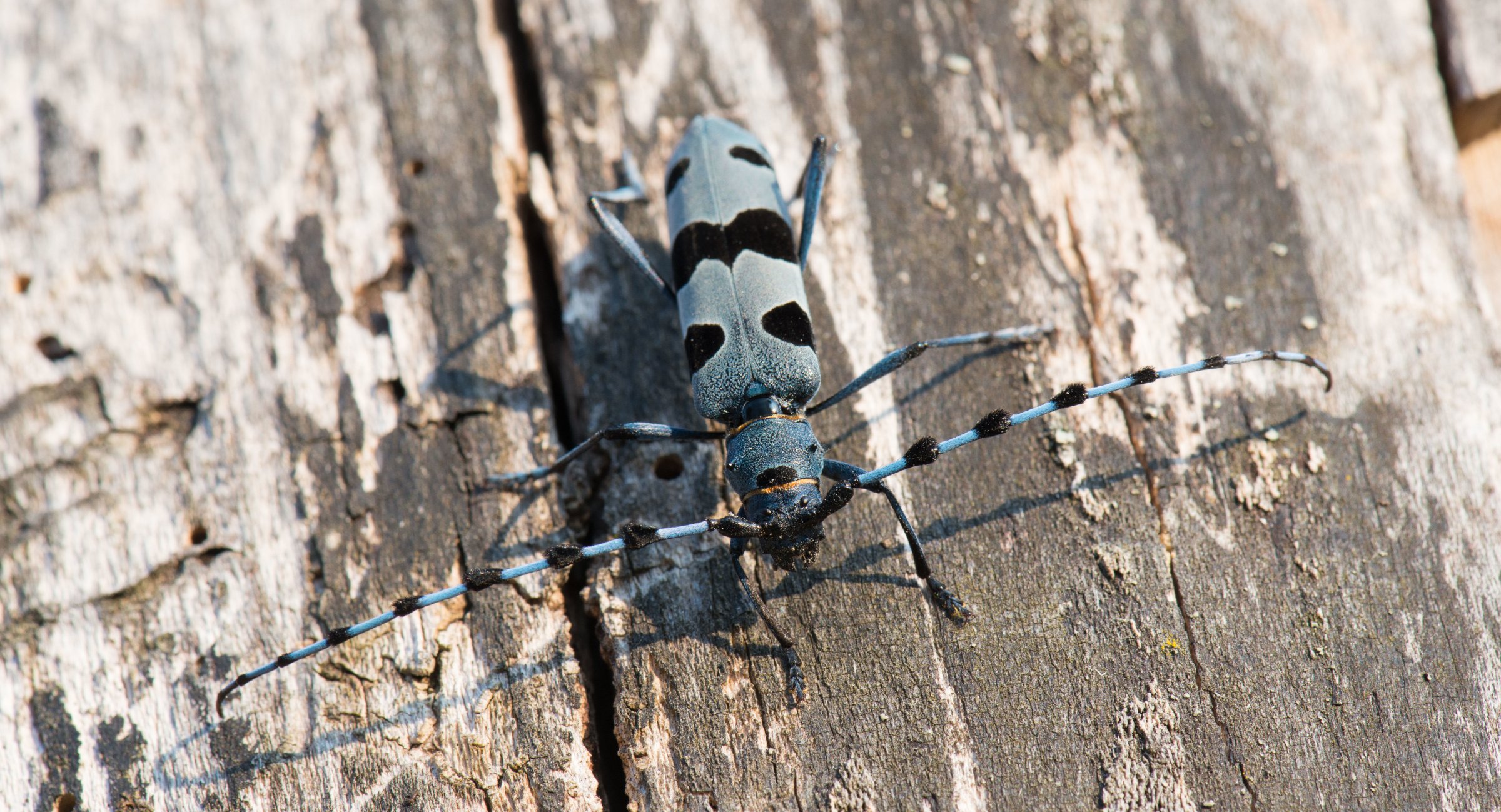 Des Königs neue Kleider Biodiversität und Buchenwälder