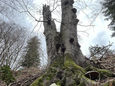Ein abgebrochener Baum aus der Froschperspektive, der nun als Habitatsbaum wirken kann.
