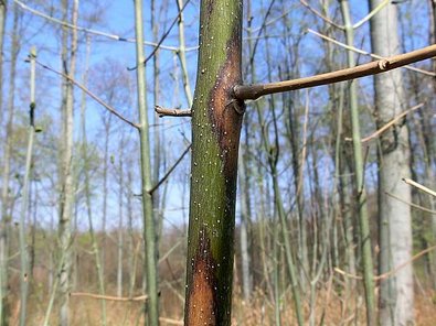 braun verfärbter Trieb