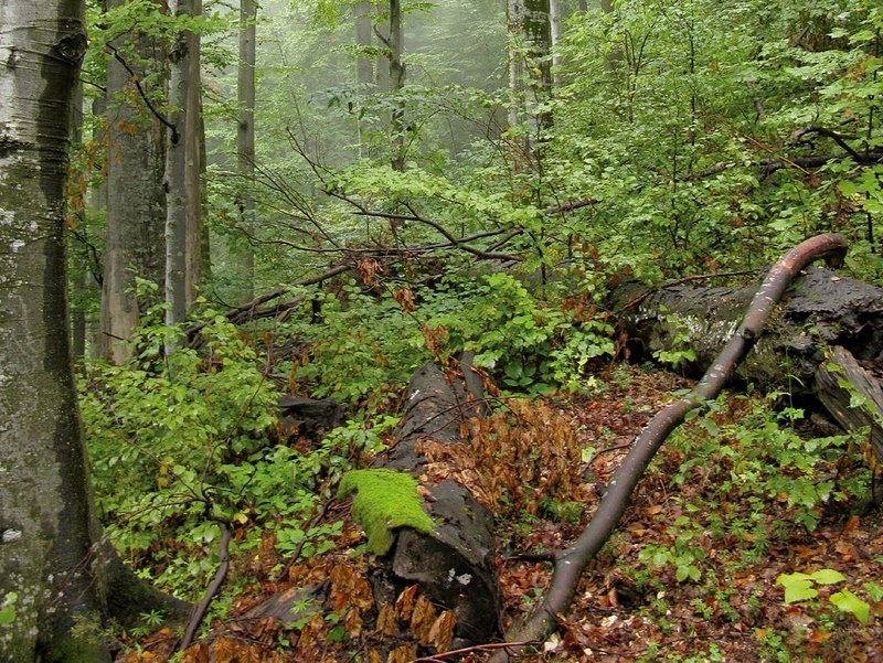 Primeval beech forest of Uholka-Shyrokyi Luh