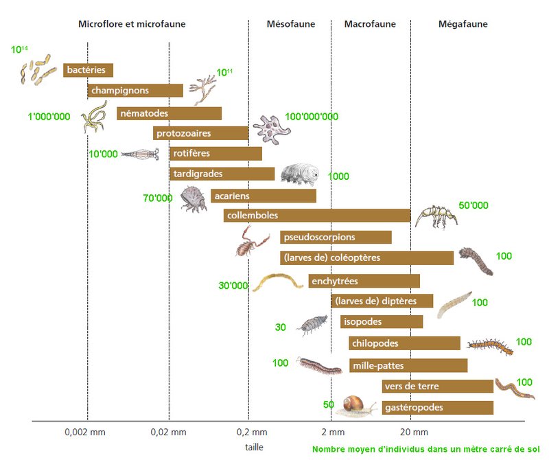 Taille et nombre des organismes du sol