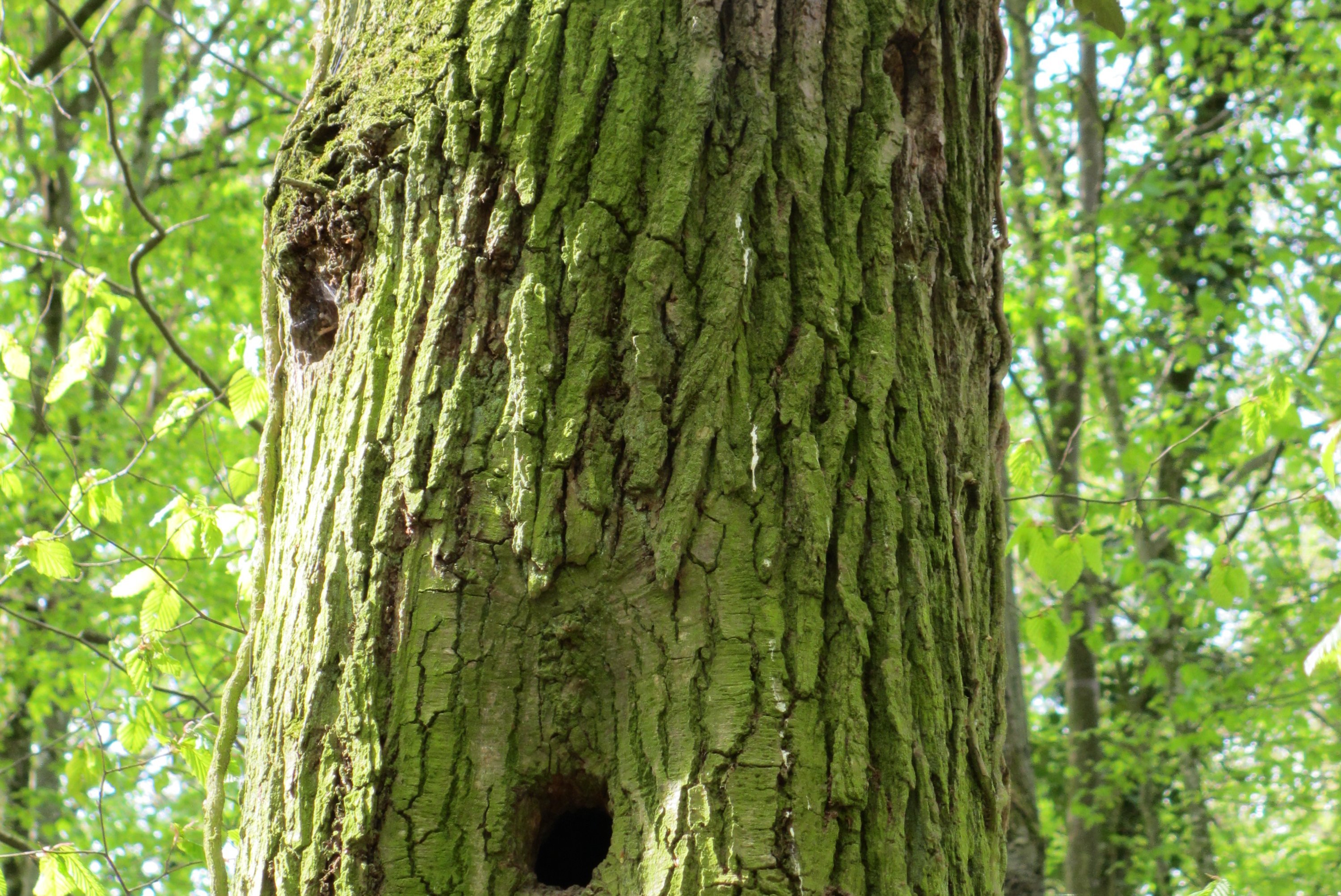 Baumstamm mit Höhlen