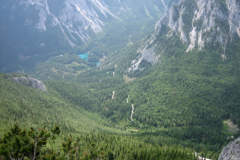 Blick auf einen Schutzwald im Tal