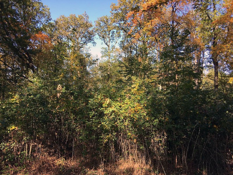 Vitale Eichenverjüngung mit vorwüchsigen Individuen im Herbst 2019