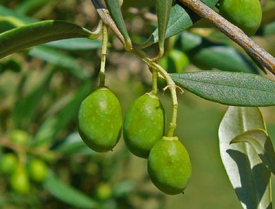Olive („Olea europaea 004“ von H. Zell. Lizenziert unter CC BY-SA 3.0 über Wikimedia Commons)