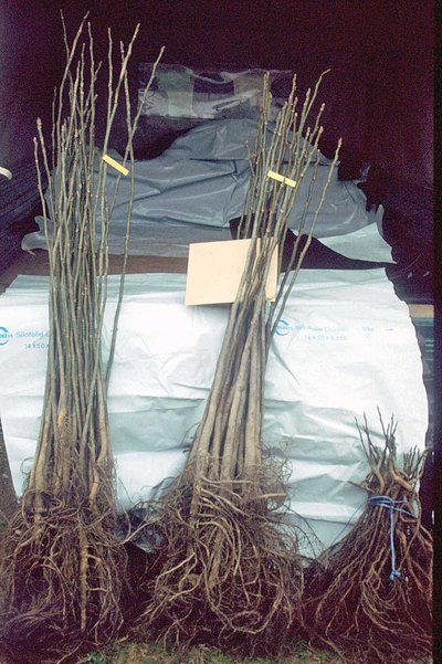 Einjährige Hybridnusspflanzen aus Absaaten von NG 38 (links), NG 23 (Mitte) und aus in-vitro Vermehrung MJ 209 (rechts).