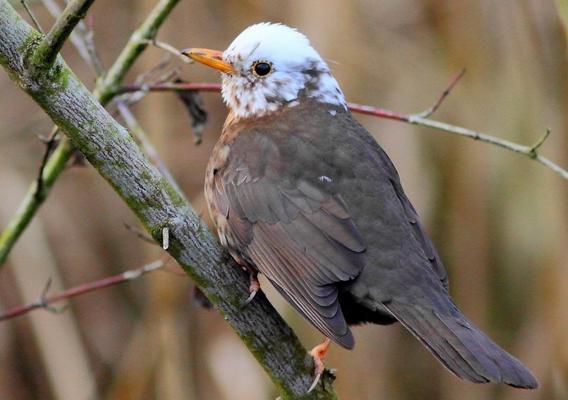 brauner Vogel mit weisem Kopf