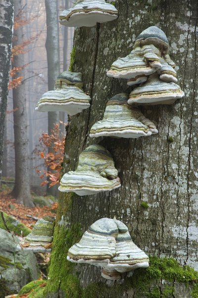 habitat tree with tree fungi