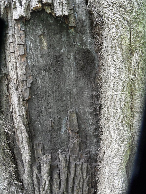 Empfehlungen zur Russrindenkrankheit 1 Empfehlungen zur Russrindenkrankheit