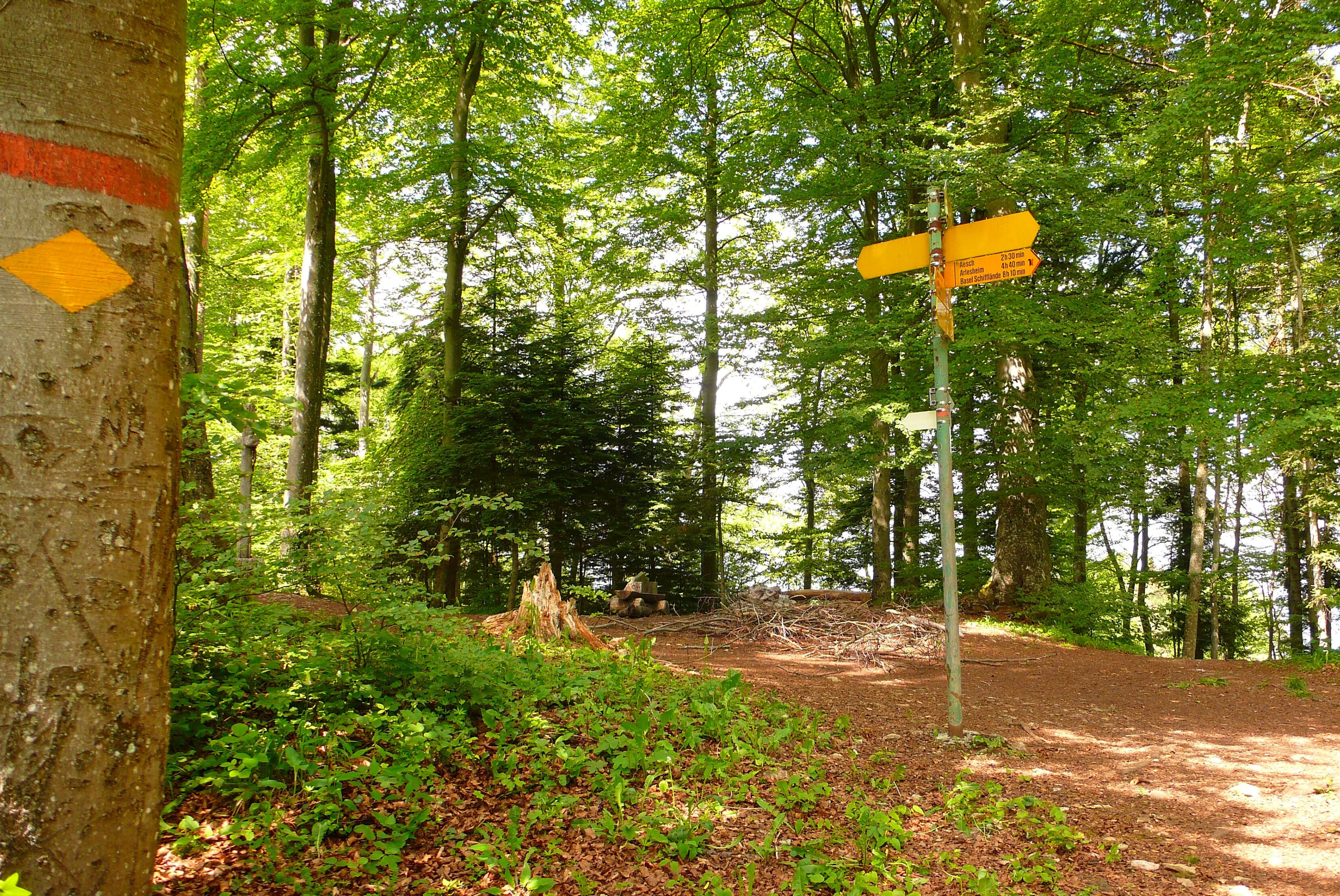 Visual Tree Assessmen