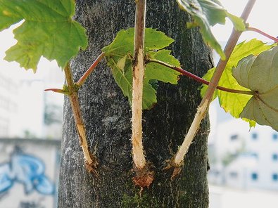 Maturation feeding of an Asian longhorned beetle 