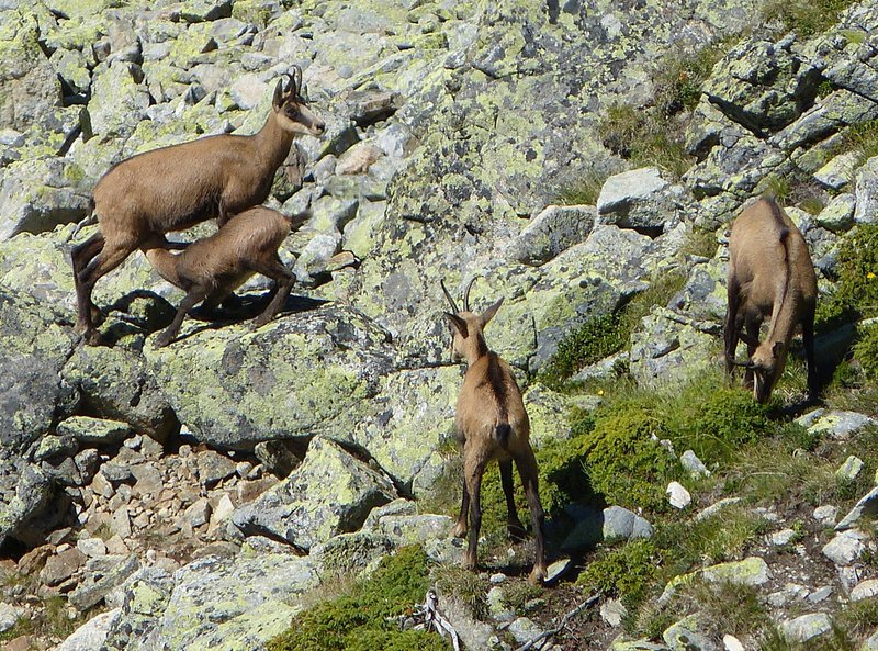 chamois have moved their retreats to higher elevations