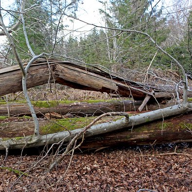 Liegendes Totholz als Hindernis bei der Jagd