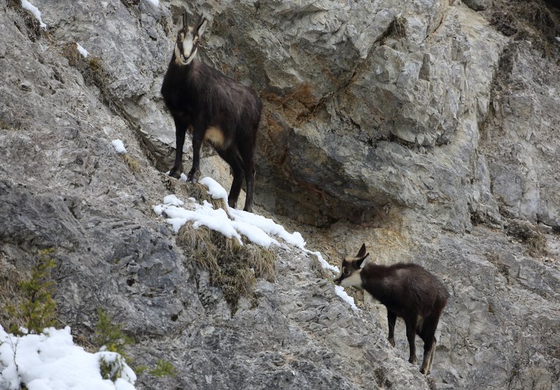 Eine Gamsgeiß und ihr Kitz stehen im Winterkleid in einer Felswand. Das Kitz äst an den Gräsern, die am Fels wachsen