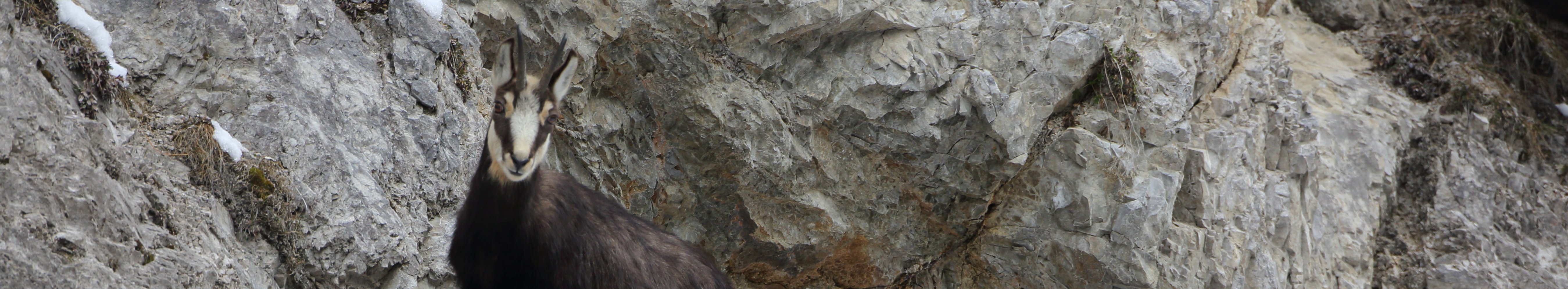 Eine Gamsgeiß und ihr Kitz stehen im Winterkleid in einer Felswand. Das Kitz äst an den Gräsern, die am Fels wachsen