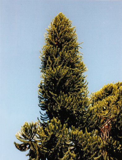 Neocallitropsis pancheri