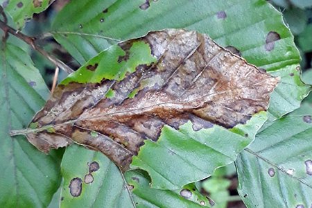 Petrakia*-Blattbrune der Rotbuche - waldwissen.net