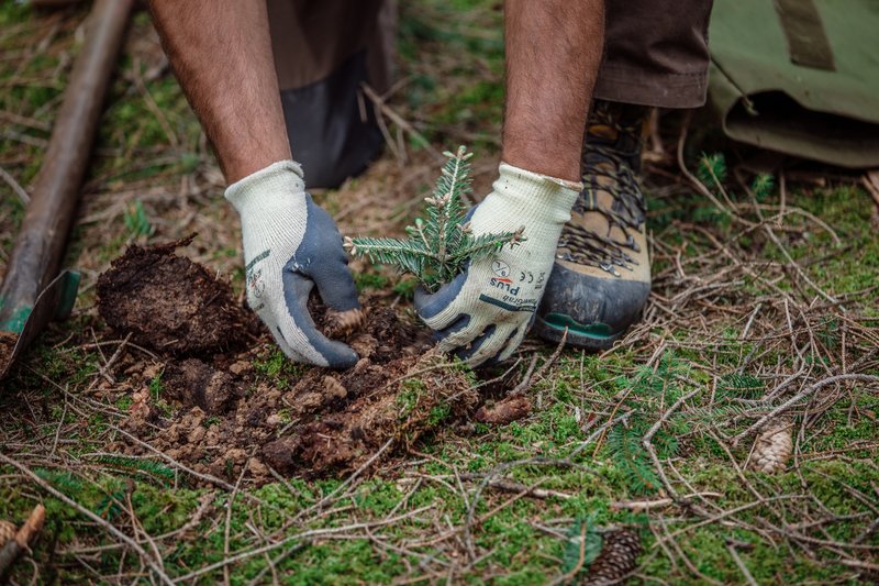 Waldbesitzer pflanzt eine kleine Tanne