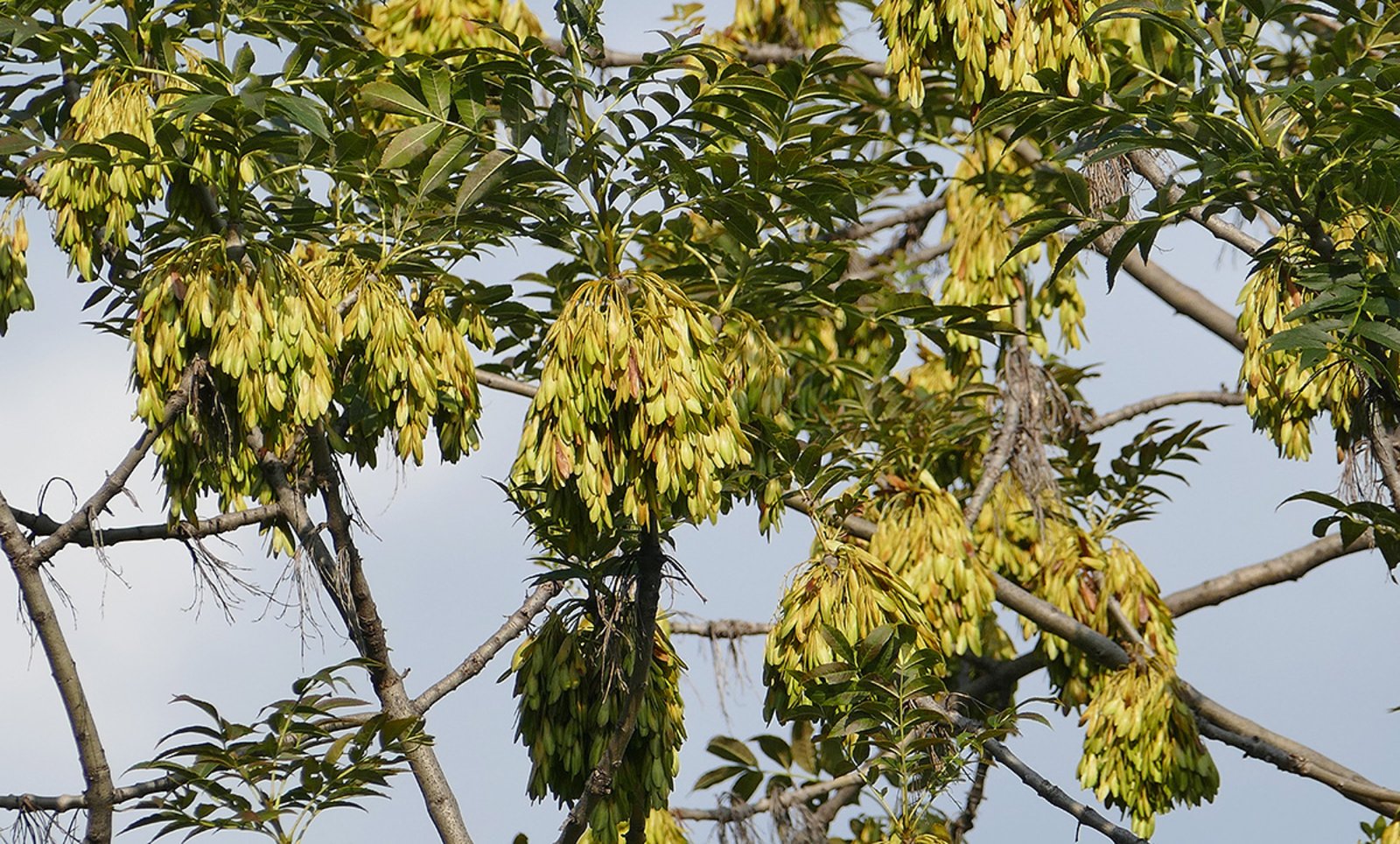 Die Esche (Fraxinus excelsior)