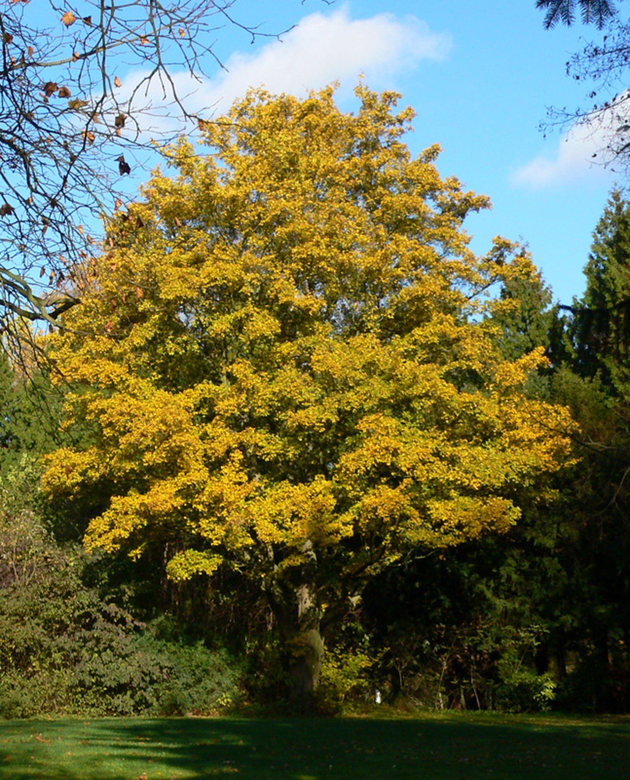 Der Feldahorn (*Acer campestre*) - waldwissen.net