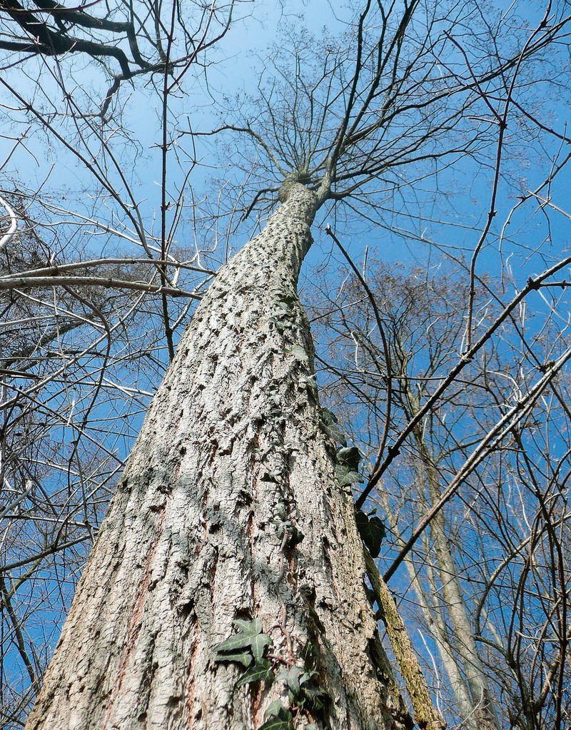 tronco di robinia