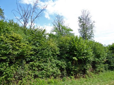 Niederwald-Waldform von 1790. Die toten Buchen sind Folgen trockener Jahre wie 2003