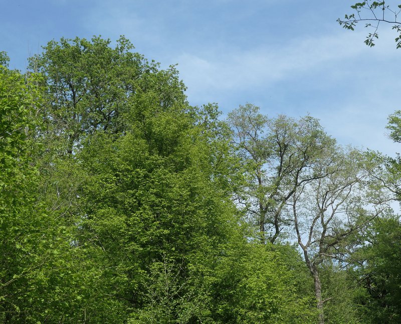 Rechte Bildhälfte: Kahlfraß an zwei früh austreibenden Eichen im Oberstand; linke Bild-hälfte: unbefressene Hainbuche im Unterstand und Eiche im Oberstand; nach dem Einsetzen einer kühl-feuchten Witterung hat das Fraßgeschehen wegen hoher Verlustraten bei den Frostspanner-Raupen deutlich nachgelassen, weshalb spät treibende Eichen offenbar kaum von Fraßschäden betroffen waren; Mooswald bei Freiburg, 30.04.2024 (Foto: FVA BW/Delb).