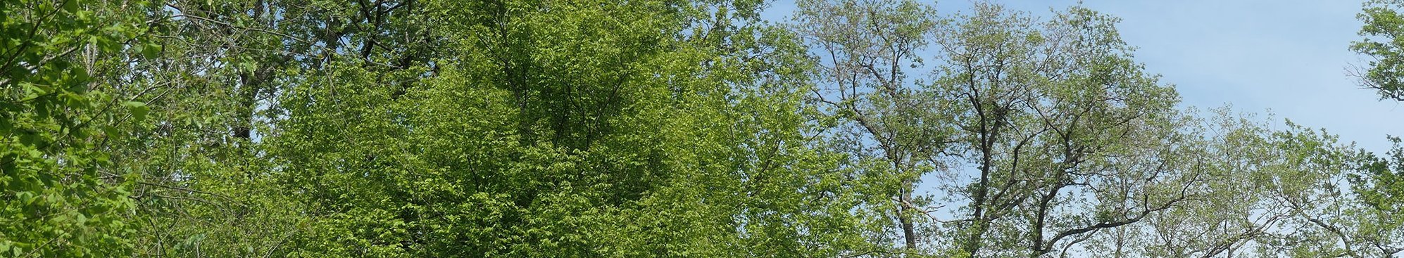 Nach Borkenkäferbefall abgestorbene Fichten