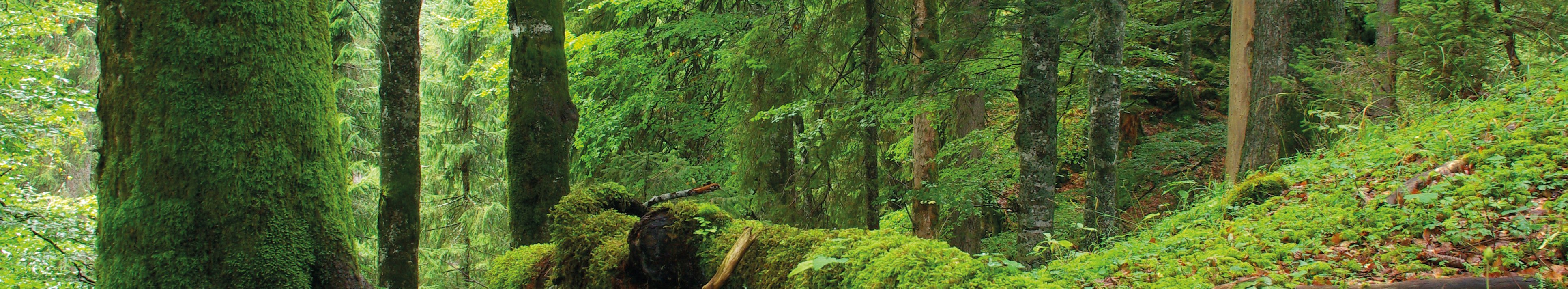 Baumarten-, struktur und totholzreicher Wald