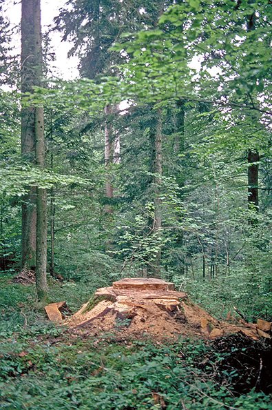 Einzelstammweise Nutzung