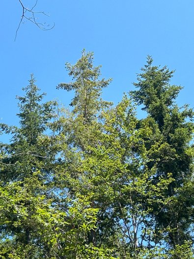 Douglasien im Juli 2024, wobei die mittlere schütter und deutlich heller mit vergilbten Nadeln erscheint.