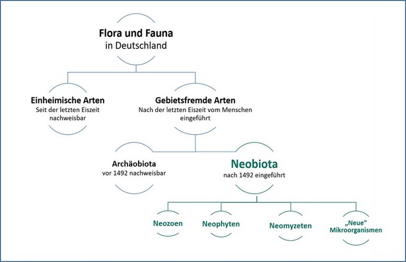 Schema zu einheimischen sowie gebietsfremden Arten mit Archäobiota und Neobiota.