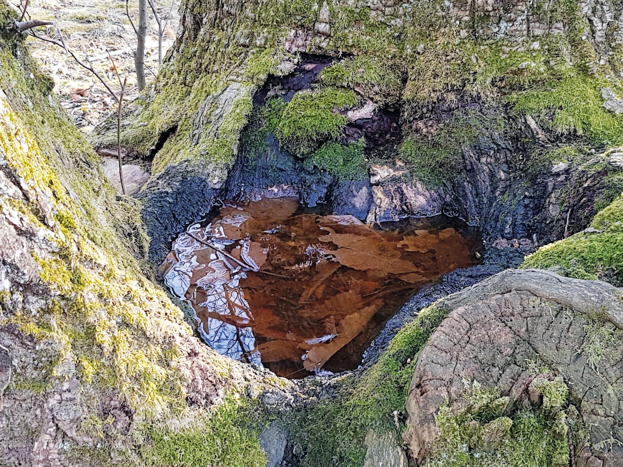 Baummikrohabitate: Taschenführer für Feldaufnahmen