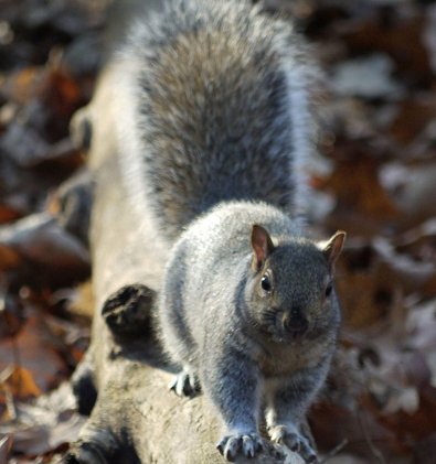 gray squirrel 