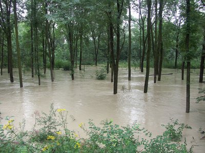 Überflutete Isarauen bei Freising, August 2005
