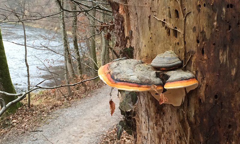 red-banded polypore