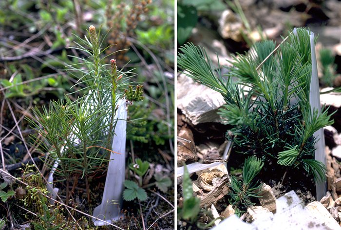 Waldföhren und Fichten