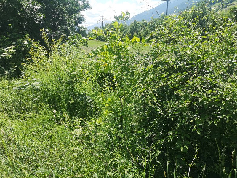 Hecke nach abschnittsweisem Rückschnitt