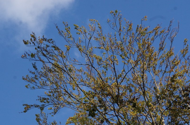 Buchenkrone mit Schäden