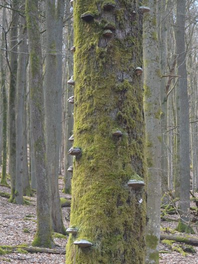 Pilzkonsolen an einem baum