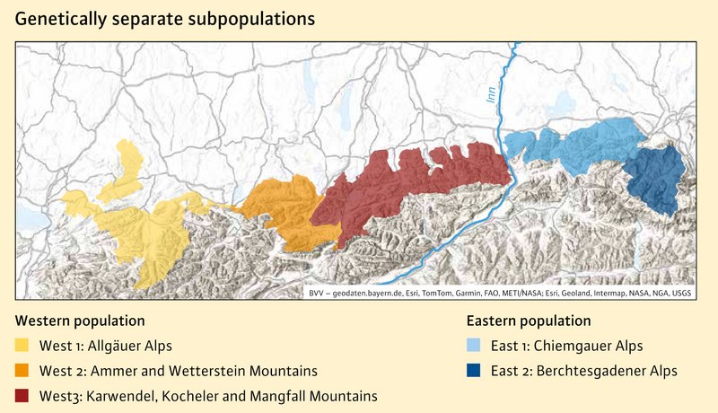 Map of the Bavarian Alps showing genetically distinct chamois subpopulations in different colors. Three western populations are shown in the Allgäu Alps, Ammer and Wetterstein Mountains, and Karwendel, Kochel and Mangfall Mountains, and two eastern populations in the Chiemgau Alps and Berchtesgaden Alps.