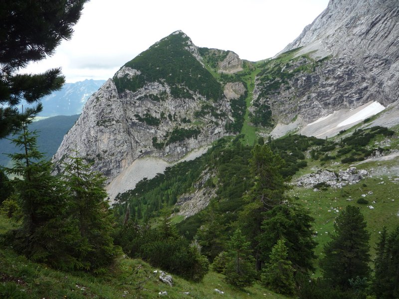 open mountain forest of conifers