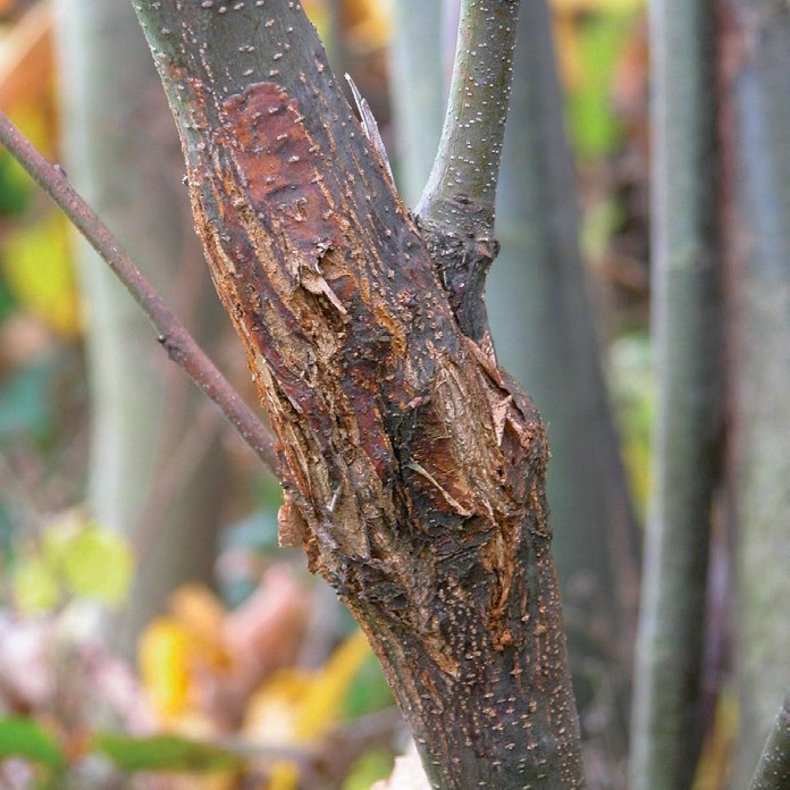 Le chancre de l’écorce du châtaignier Symptômes, biologie et mesures
