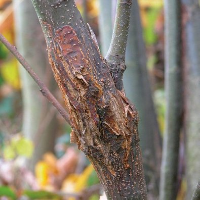 young chestnut tree infected with chestnut blight