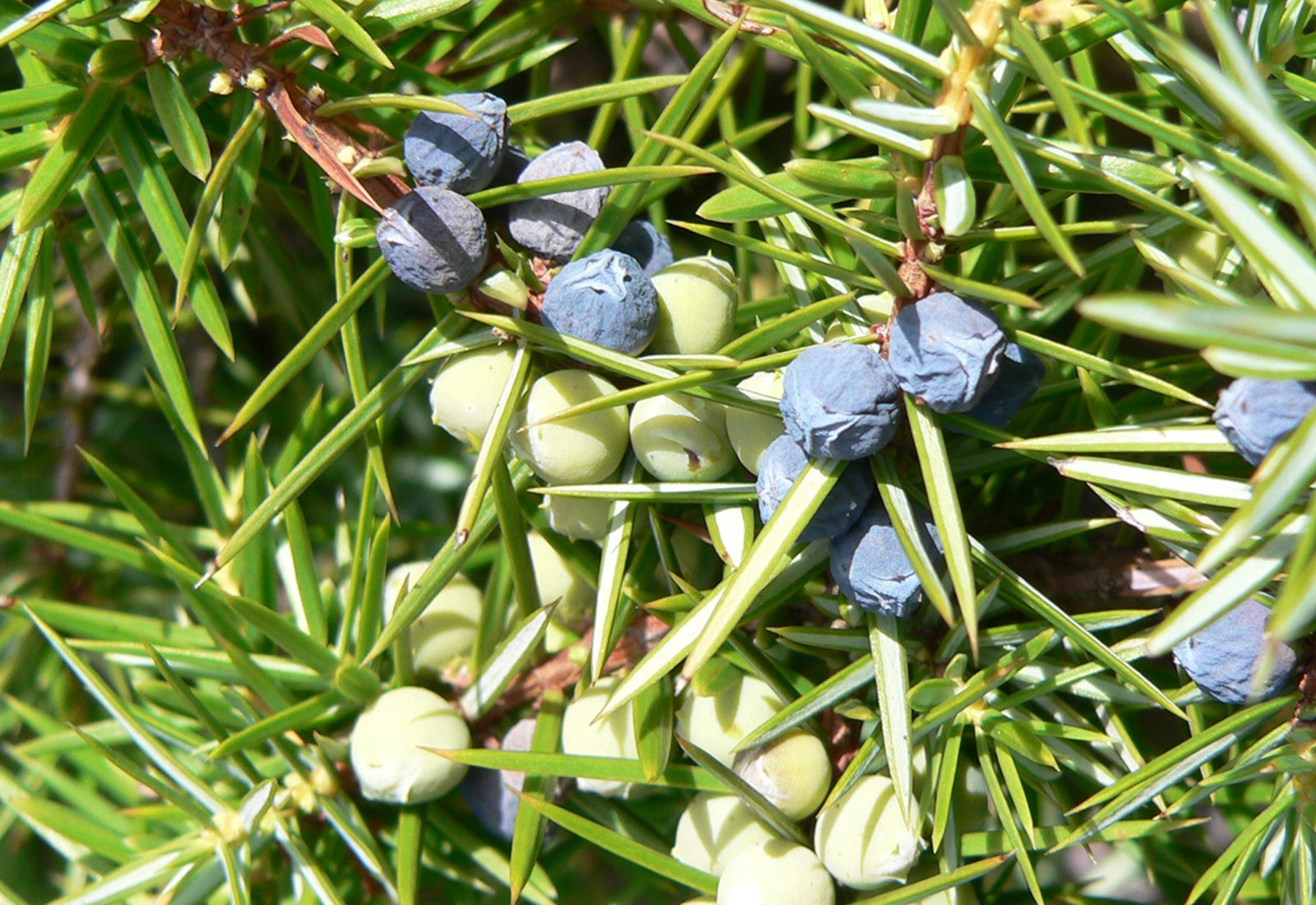 Le Gen vrier Commun Juniperus Communis Waldwissen