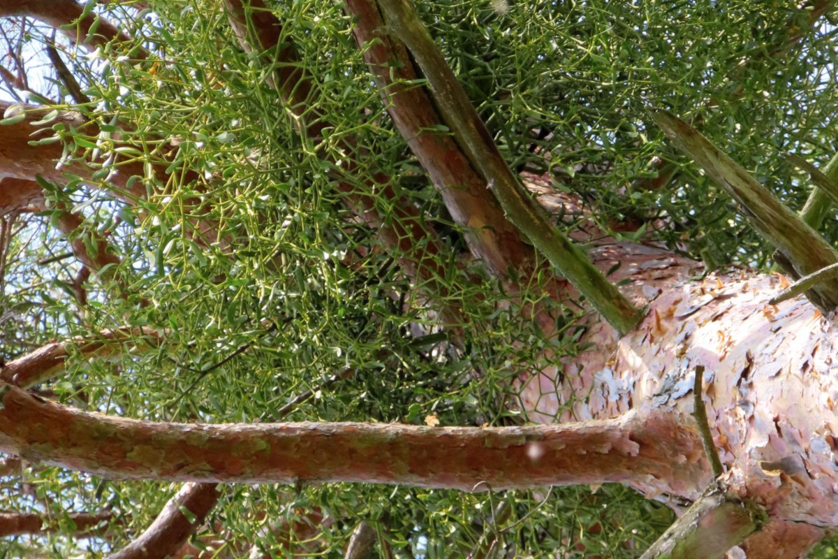 Kiefern-Mistel – Ein Zukunftsproblem? 1 Kiefern-Mistel – Ein Zukunftsproblem?