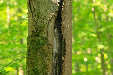 Baum mit aufgerissener Seite